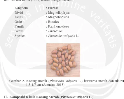 Gambar 2. Kacang merah (Phaseolus vulgaris L.) berwarna merah dan ukuran 