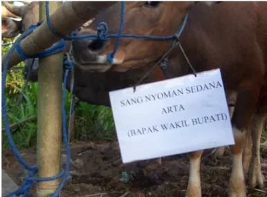 Foto 4.4: Sumbangan Sapi oleh Wakil Bupati 