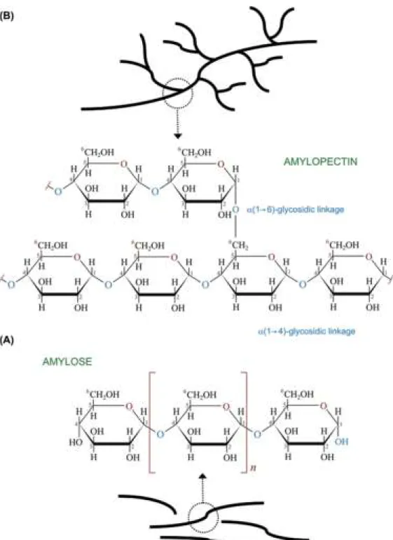 FIG. 8.3 Chemical structures and physical schematic representation of (A) amylose starch and (B) amylopectin starch.
