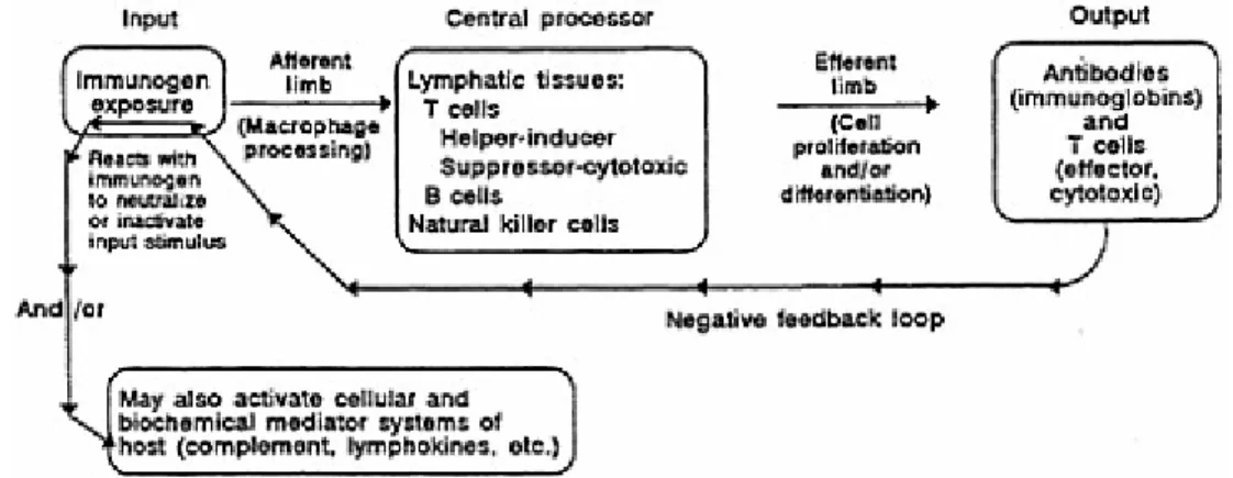 FIGURE 2-2 A model of the competent immune system depicting normal interrelations of the major components.