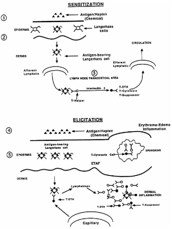 FIGURE 3-1 Schematic of the initial sensitization and the elicitation of hypersensitivity response on subsequent exposure.