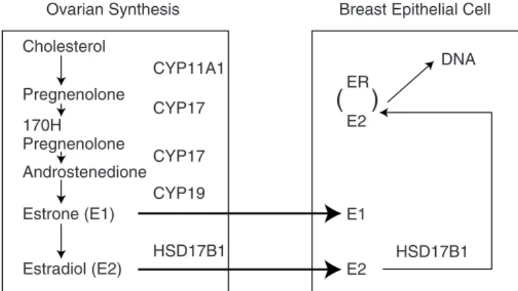 FIGURE 5-1 Estrogen biosynthesis pathway. SOURCE: B. Henderson (2001). Reprint- Reprint-ed with permission.