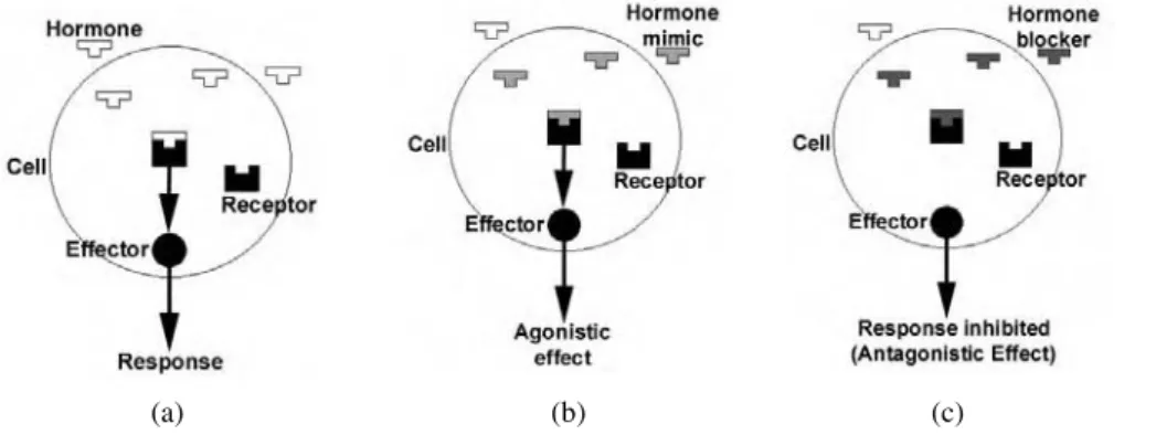 FIGURE 1.1 Endocrine disruption processes. (a) Natural response; (b) agonistic effect; (c) antagonistic effect.