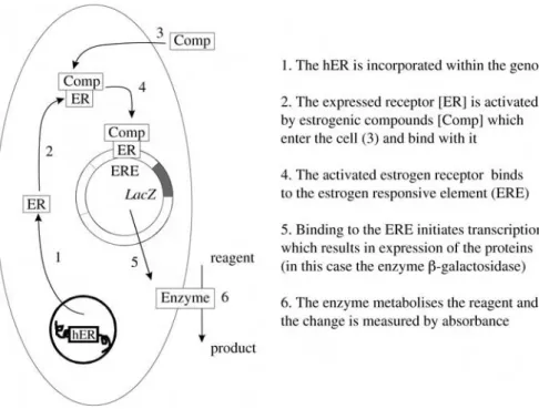 FIGURE 3.1 Outline of the estrogen expression system in yeast. (From Routledge, E.J. and Sumpter, J.P., Estrogenic activity of surfactants and some of their degradation products assessed using a recombinant yeast screen, Environ