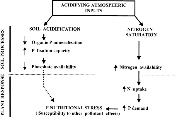 Fig. 1. Hypothesised pathways by which atmospheric acidifying inputs to a forest ecosystem may induce P nutritional stress due to (i) changes in soil acidityand inorganic and organic P cycling, and (ii) increased P demand by the plants associated to N saturation.
