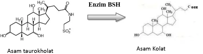 Gambar 2. Reaksi garam empedu dengan enzim BSH/ dekonjugasi garam           empedu  