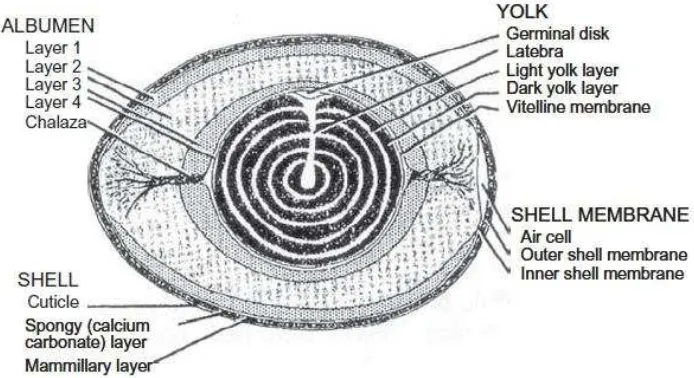 Gambar 4. Struktural komponen cangkang, membran cangkang, albumin, dan              kuning telur ( Mine, 2008)   