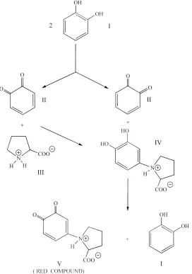 Fig. 2. o-DPO activity versus catechol concentration in: Soil A (W); Soil B (A); and Soil C (K).