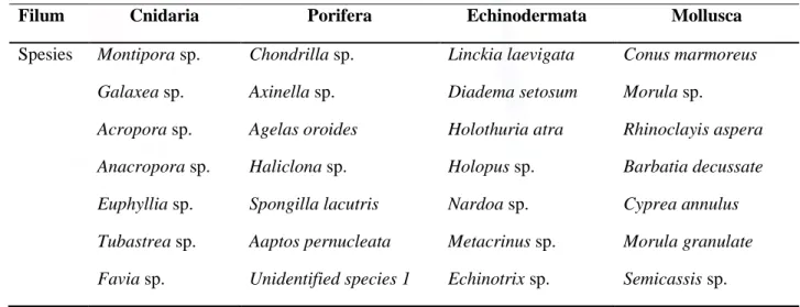 Tabel 1. Jenis Invertebrata yang ditemui 