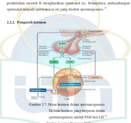 Gambar 2.7. Peran hormon dalam spermatogenesis.  