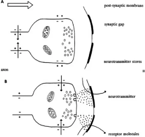 Figure 2-2 Events in chemical synaptic transmission. A, action potential shown approaching axon terminal containing transmitter stored in synaptic boutons