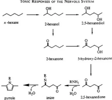Figure 2-4 Metabolism of hexane. Both n-hexane and 2-hexanone (methyl n-butyl ketone) are neurotoxic, and both are activated through ω-1 oxidation to the ultimate toxic metabolite, 2,5-hexanedione