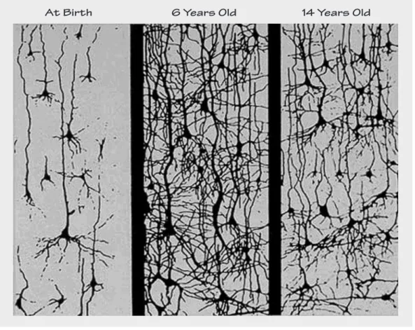 FIGURE 1-1 Synaptic Density