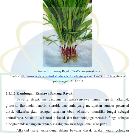 Gambar 2.1.Bawang Dayak (Eleutherine palmifolia) 