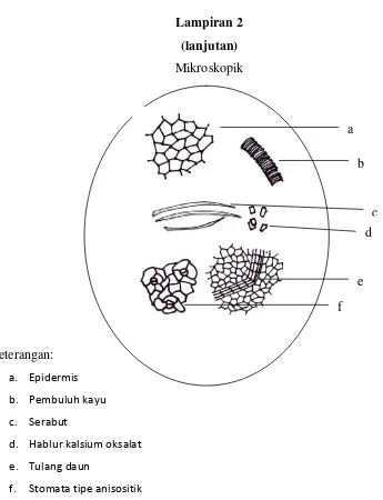 Gambar 3.3. Mikroskopik serbuk simplisia daun ceremai perbesaran 10 × 10 
