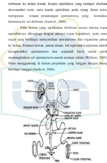 Gambar 2.2 Sistem urogenital tikus jantan, tampak ventral (Suckow, 2006)  