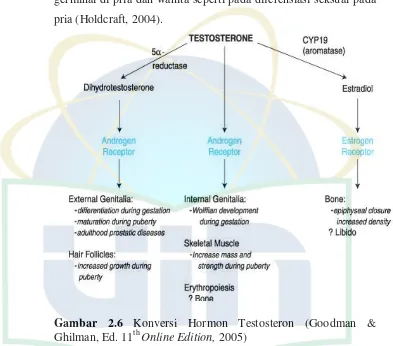 Gambar 2.6 Konversi Hormon Testosteron (Goodman & 