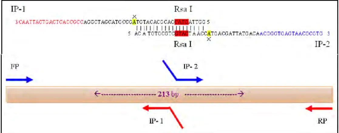 Figure 1. Design and sequence of internal primers (IP1 and IP2). 