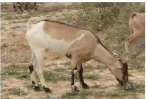 Figure 1. A typical Adani doe 