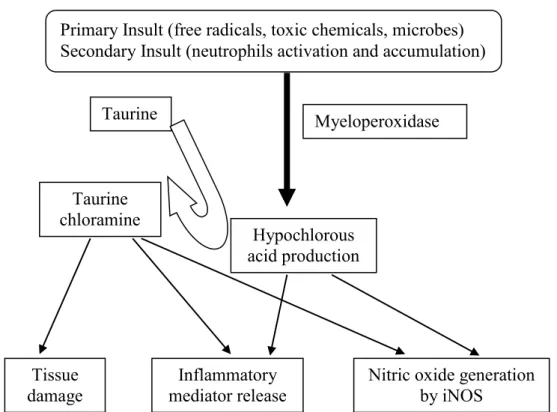 Figure 2: Role of taurine in disease prevention. 