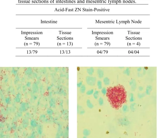 Table  1.  Acid-fast  ZN  staining  of  impression  smears  and  tissue sections of intestines and mesentric lymph nodes
