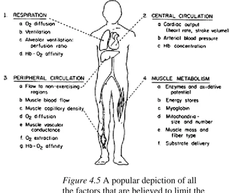Figure 4.5 A popular depiction of all  the factors that are believed to limit the  maximum oxygen consumption 