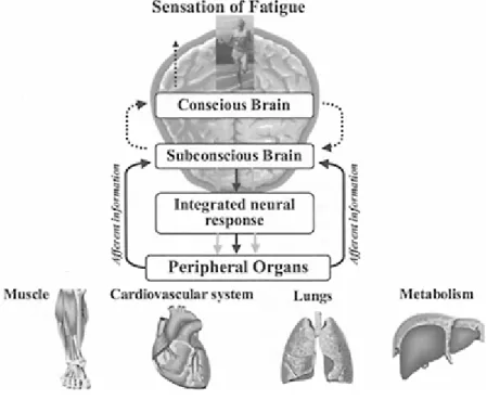 Figure 4.7 The central governor model  acknowledges the brain as the organ  responsible for the regulation of  exercise performance