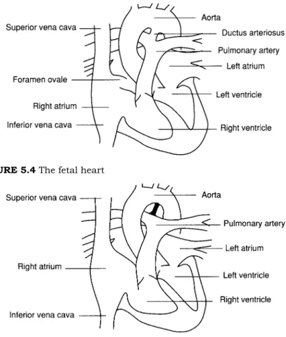FIGURE 5.5 The neonatal heart and its connections