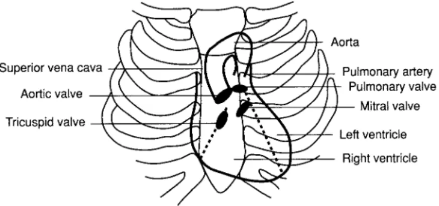 FIGURE 5.7 Position of the structures of the heart in relation to the surface markings of the chest