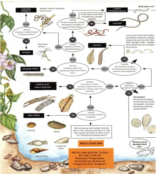 Gambar 1b.  Bagian dari Sisi Belakang Panduan Pengenalan Invertebrata  Kolam Dan Sungai