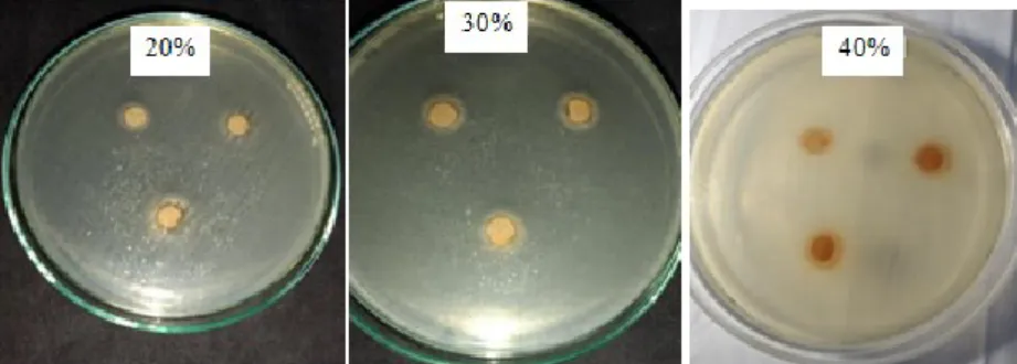 Gambar 2. Zona hambat ekstrak dengan berbagai konsentrasi terhadap bakteri S. aureus  Hasil  pengujian  menunjukan 