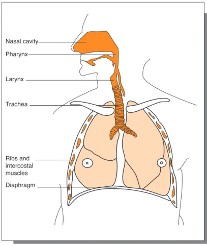 Figure 8.1 The respiratory tract.