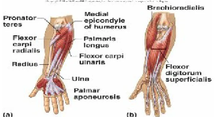 Gambar 1 : Otot pergerak lengan bawah, kiri dari anterior              kanan: dari posterior