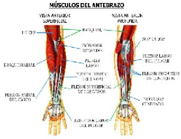 Gambar 2 : Otot pengerak pergelangan tangan dan jari Sumber : Pearce. C (1990).
