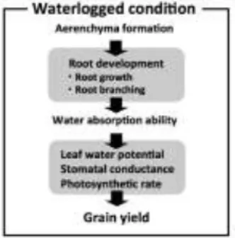Figure 1. Schematic diagram of hypothetical mechanism of waterlogging tolerance in wheat
