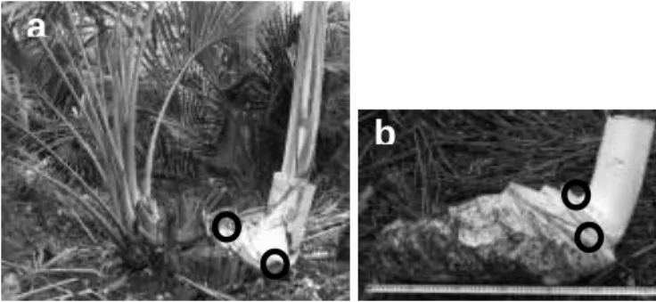 Figure 1. Mother palm sampled in the field in 2008 (a) and its stem, from which leaf sheaths were removed (b)