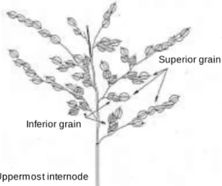Figure 1. Classification of superior and inferior grains in panicle. 