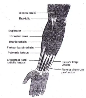 Gambar 1.Otot-otot lengan bawah kanan, pandangan Anterior. 