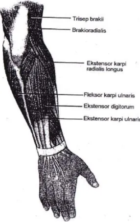 Gambar 2. Otot-otot lengan bawah kanan, pandangan Posterior  Sumber: Syaifuddin (2006: 99) 
