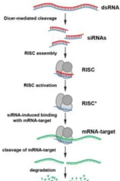 Gambar 1. Mekanisme kerja siRNA. [12]