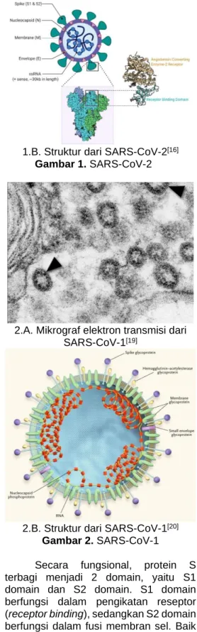 Gambar 1. SARS-CoV-2