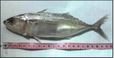 Gambar 2.Ikan Kembung (Rastrelliger sp) 