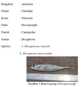 Gambar 3.Ikan Layang (Decapterussp) 