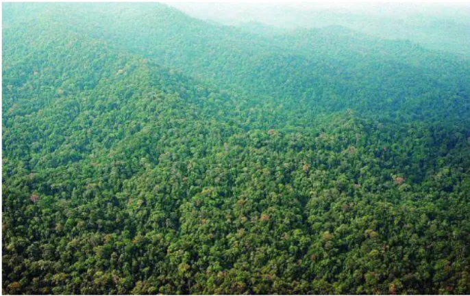 Gambar 2.6 Hutan Tanaman Industri (HTI) PT.RAPP  (Sumber : www.aprilasia.com) 