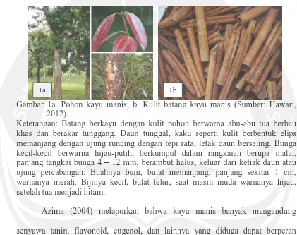 Gambar 1a. Pohon kayu manis; b. Kulit batang kayu manis (Sumber: Hawari, 2012). 