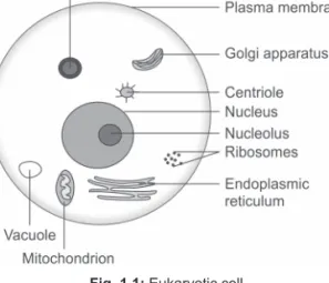 Fig. 1.1: Eukaryotic cell