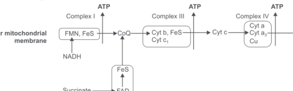 Table 9.2: High-energy compounds Types of high-energy compound (~) Examples