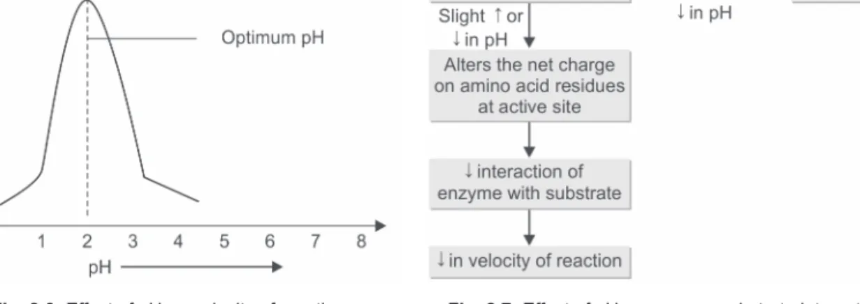 Fig. 2.7: Effect of pH on enzyme substrate interaction  (↑, increase; ↓, decrease)