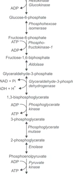 Fig. 4.4: Glycolysis (ATP, adenosine triphosphate; ADP, adenosine diphosphate; NAD, nicotinamide adenine dinucleotide; 