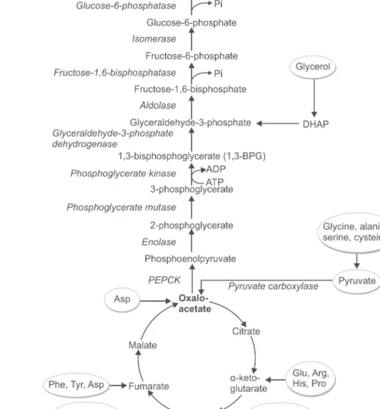 Fig. 4.7: Gluconeogenesis (First reaction occurs in mitochondria and rest in the cytosol